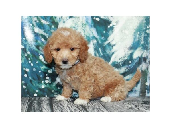 Miniature Goldendoodle DOG Male Golden 9547 Petland San Antonio, TX