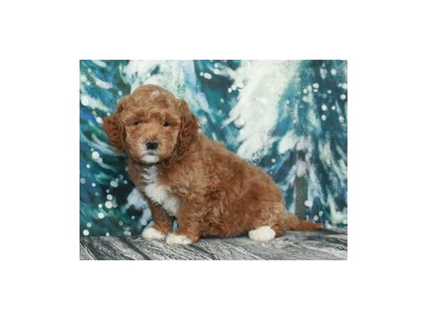 Miniature Goldendoodle DOG Female Golden 9548 Petland San Antonio, TX