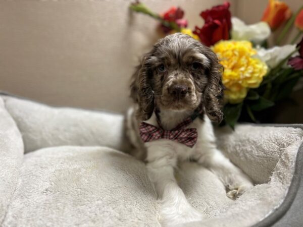 Cocker Spaniel DOG Male chlt rn, wh mkgs 6610 Petland San Antonio, TX