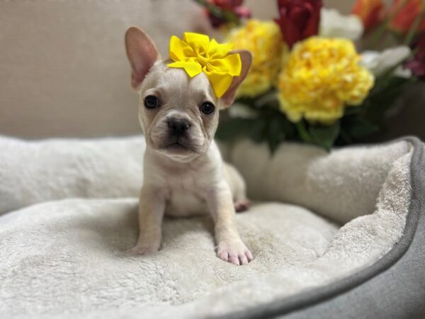 French Bulldog DOG Female cr 6616 Petland San Antonio, TX