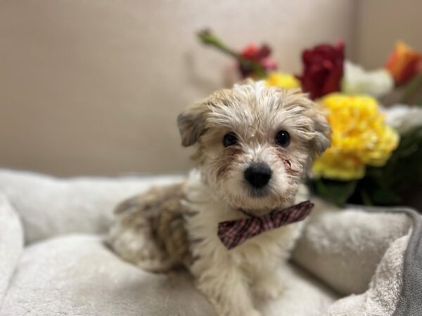 Teddy Bear-DOG-Male-gld & wh-6617-Petland San Antonio, TX