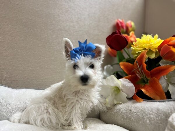 West Highland White Terrier DOG Female wh 6618 Petland San Antonio, TX