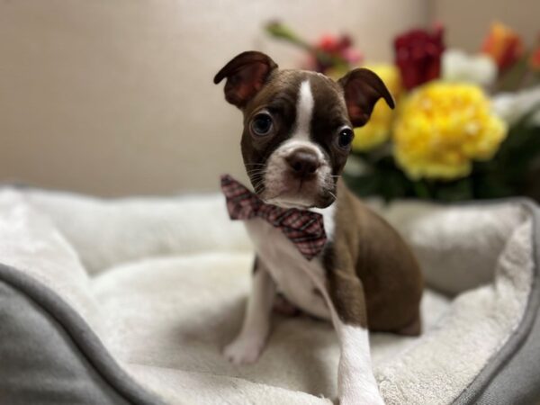 Boston Terrier DOG Male sl & wh 6619 Petland San Antonio, TX