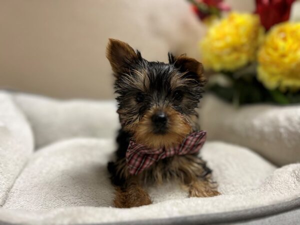 Yorkshire Terrier DOG Male blk & tn 6620 Petland San Antonio, TX