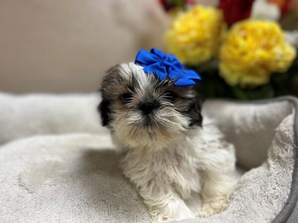 Shih Tzu DOG Female gld & wh 6621 Petland San Antonio, TX