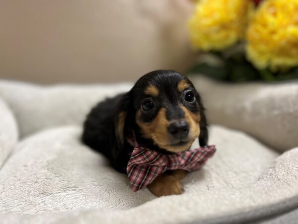 Miniature Dachshund DOG Male blk & tn 6624 Petland San Antonio, TX