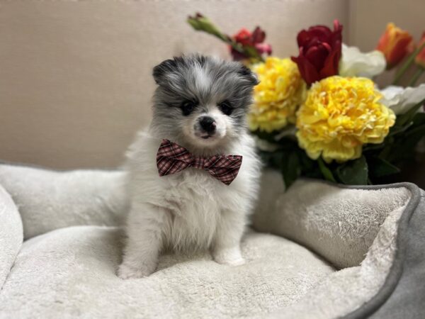 Pomeranian DOG Male bl mrl parti 6625 Petland San Antonio, TX