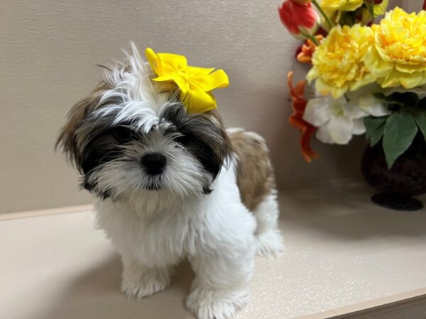 Shih Tzu-DOG-Female-wh & gld parti-6589-Petland San Antonio, TX