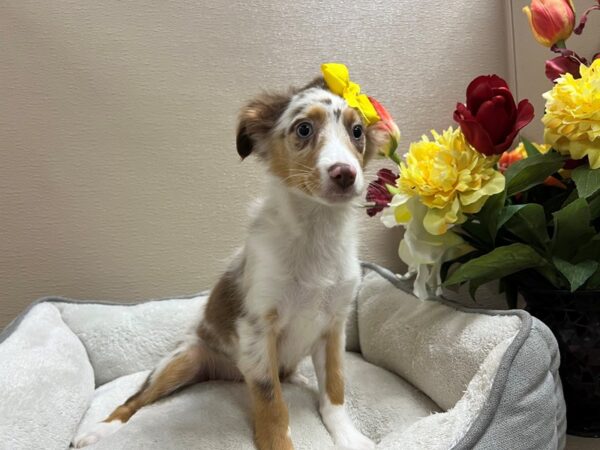 Miniature Australian Shepherd DOG Female Red Merle 6601 Petland San Antonio, TX