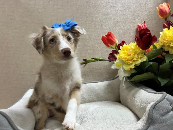 Miniature Australian Shepherd DOG Female Red Merle 6600 Petland San Antonio, TX