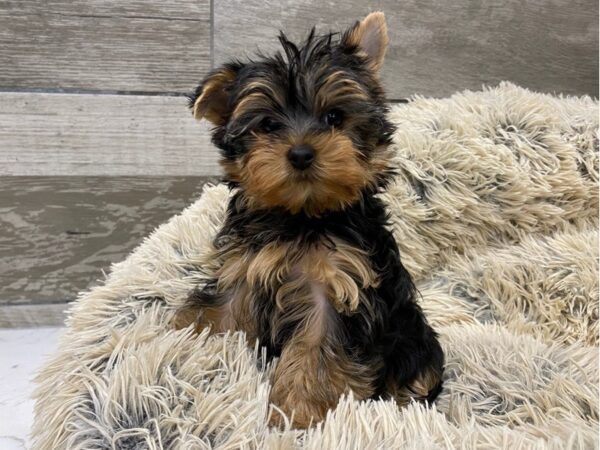 Yorkshire Terrier DOG Female Blue & Gold 9566 Petland San Antonio, TX