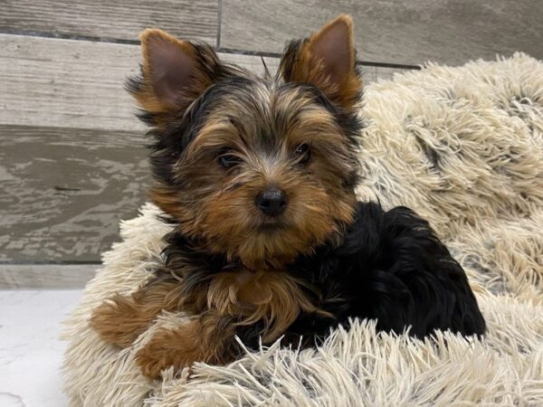 Yorkshire Terrier DOG Male Blue & Gold 9565 Petland San Antonio, TX