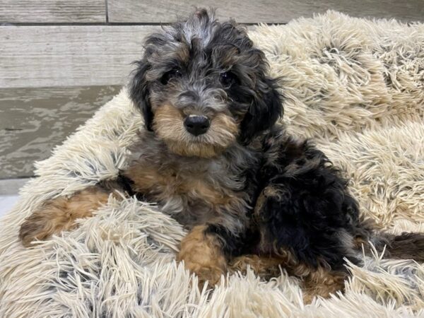 Miniature Poodle DOG Male Blue Merle 9564 Petland San Antonio, TX