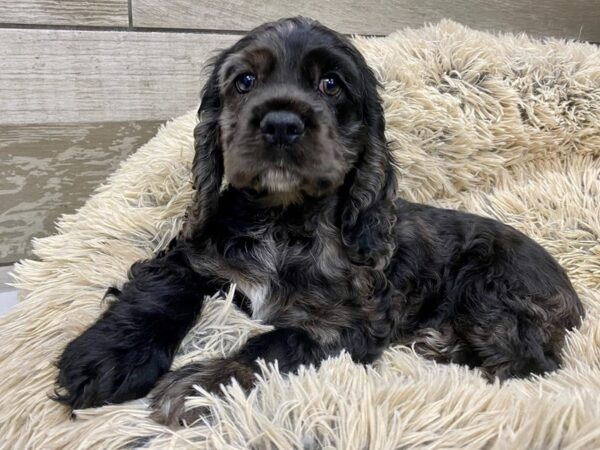 Cocker Spaniel DOG Female Blue Merle 9563 Petland San Antonio, TX