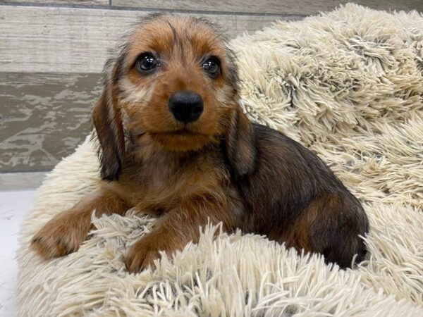 Dachshund DOG Male Wild Boar 9561 Petland San Antonio, TX