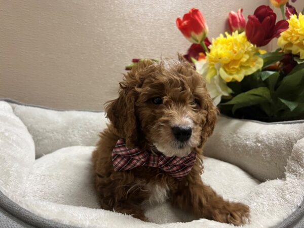 2nd Generation Mini Goldendoodle DOG Male rd, wh mkgs 6629 Petland San Antonio, TX