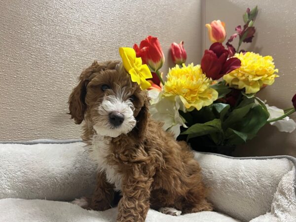 2nd Generation Mini Goldendoodle DOG Female rd, wh mkgs 6630 Petland San Antonio, TX