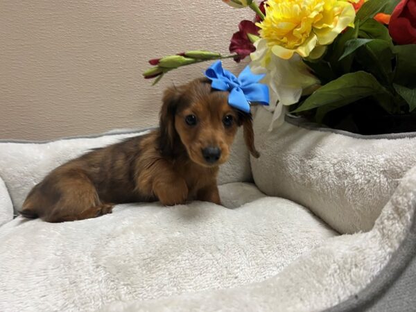 Miniature Dachshund DOG Female rd, dpl 6631 Petland San Antonio, TX