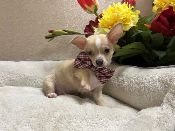 Chihuahua-DOG-Male-fn, wh mkgs-6632-Petland San Antonio, TX