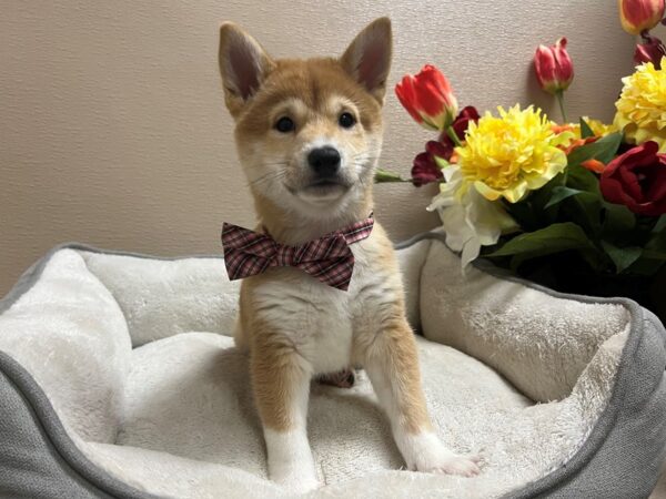 Shiba Inu-DOG-Male-rd sesme, wh mkgs-6633-Petland San Antonio, TX