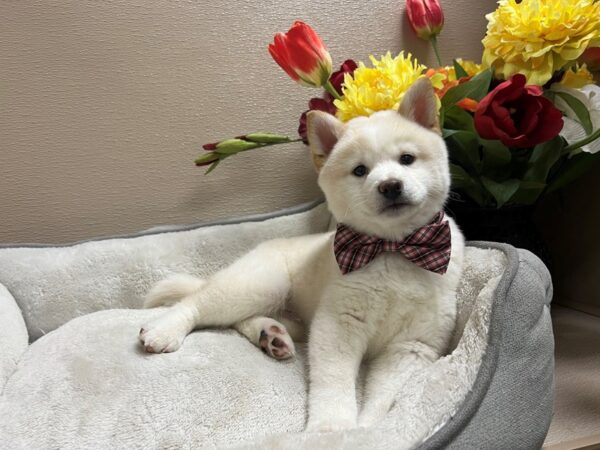 Shiba Inu-DOG-Male-cr, wh mkgs-6634-Petland San Antonio, TX