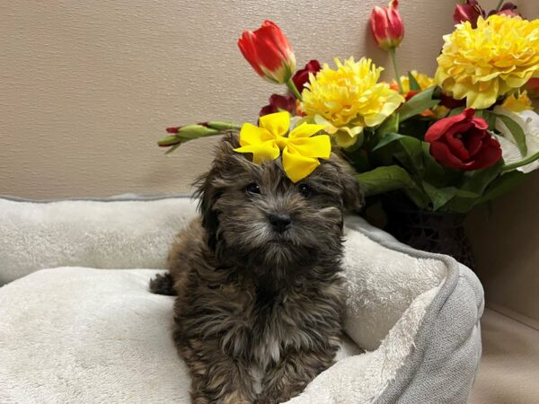 Shihpoo DOG Female brdl wh mkgs 6628 Petland San Antonio, TX