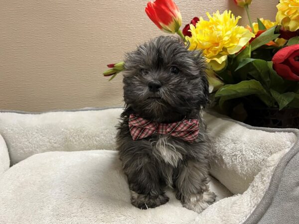 Shihpoo-DOG-Male-brdl wh mkgs-6627-Petland San Antonio, TX