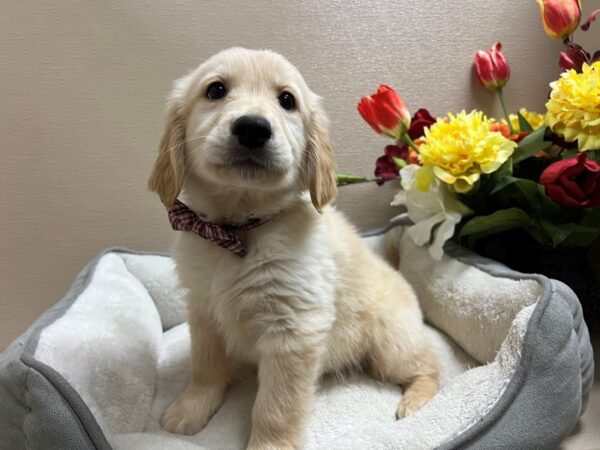Golden Retriever-DOG-Male-gld-6622-Petland San Antonio, TX