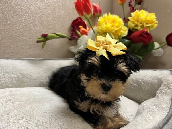 Morkie/Yorkshire Terrier DOG Female blk & tn 6635 Petland San Antonio, TX