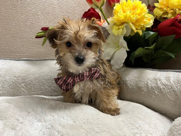 Yorkiepoo DOG Male gldn 6640 Petland San Antonio, TX