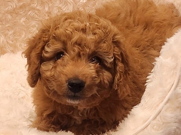 Miniature Goldendoodle DOG Male Red 9574 Petland San Antonio, TX