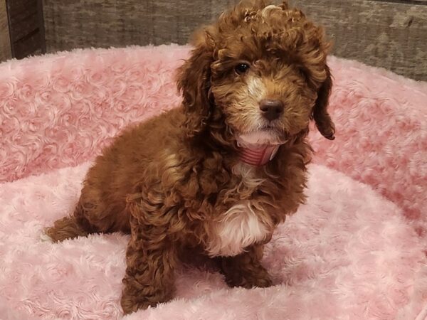 Miniature Goldendoodle DOG Female Red & White 9573 Petland San Antonio, TX