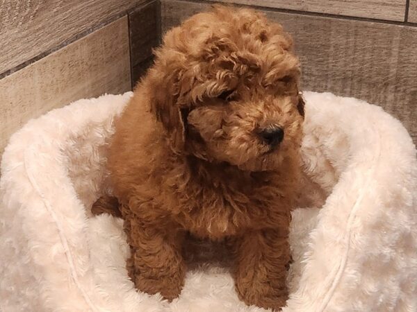Miniature Goldendoodle-DOG-Male-Red-9572-Petland San Antonio, TX