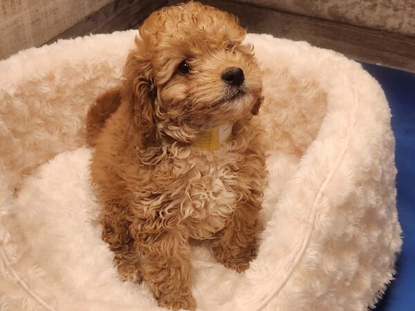 Miniature Goldendoodle-DOG-Male-Golden-9571-Petland San Antonio, TX