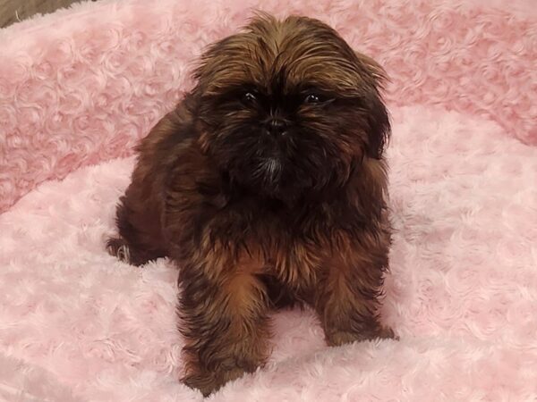 Shih Tzu-DOG-Female-Red Sable-9570-Petland San Antonio, TX