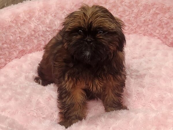 Shih Tzu DOG Female Red Sable 9570 Petland San Antonio, TX