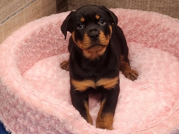 Rottweiler DOG Female Black & Tan 9568 Petland San Antonio, TX