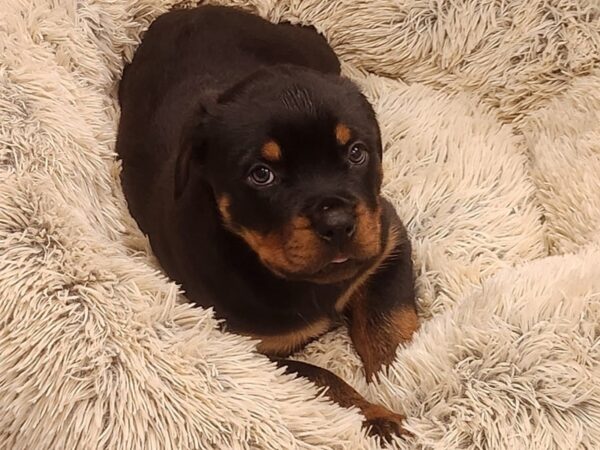 Rottweiler DOG Male Black & Tan 9567 Petland San Antonio, TX