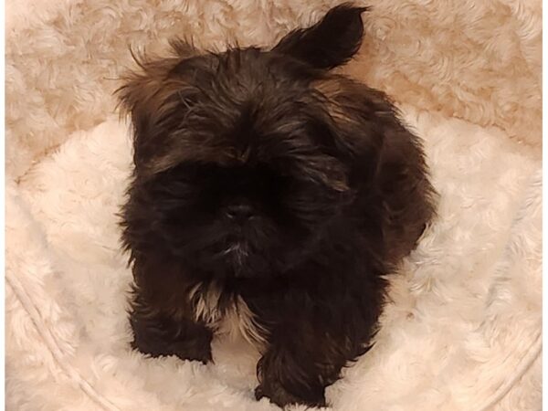 Shih Tzu DOG Male Red Sable 9569 Petland San Antonio, TX