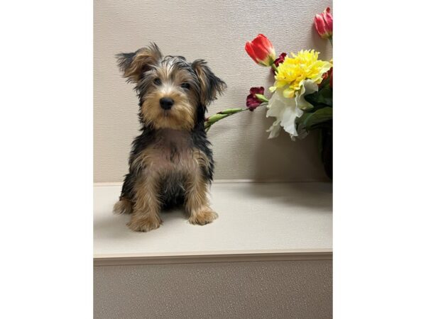 Yorkshire Terrier-DOG-Male-blk & tn-6579-Petland San Antonio, TX