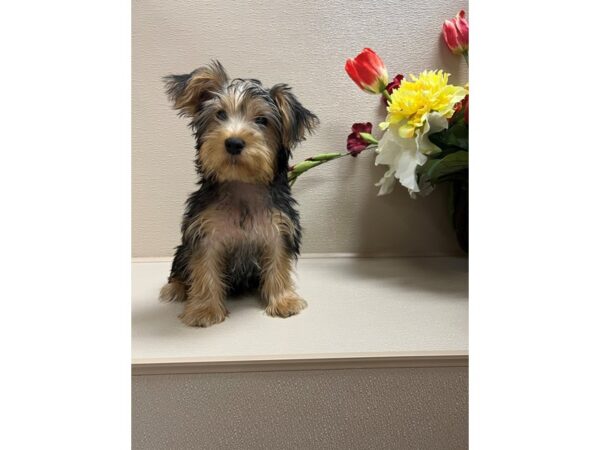 Yorkshire Terrier DOG Male blk & tn 6579 Petland San Antonio, TX