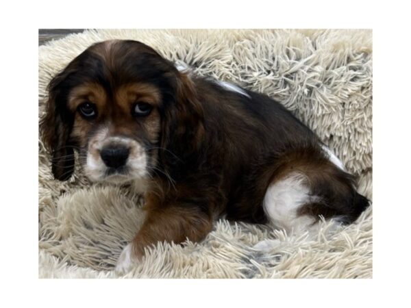 Cocker Spaniel DOG Male Sable & White 9576 Petland San Antonio, TX