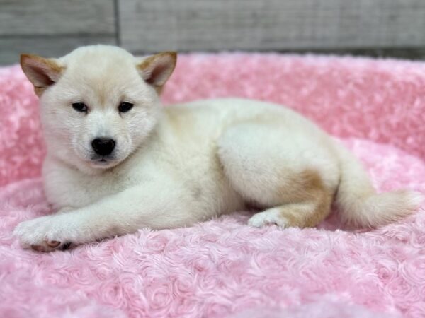 Shiba Inu DOG Female Cream 9578 Petland San Antonio, TX