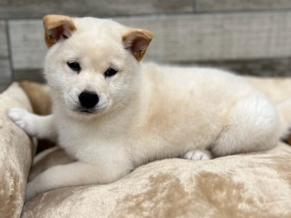 Shiba Inu DOG Male Cream 9579 Petland San Antonio, TX