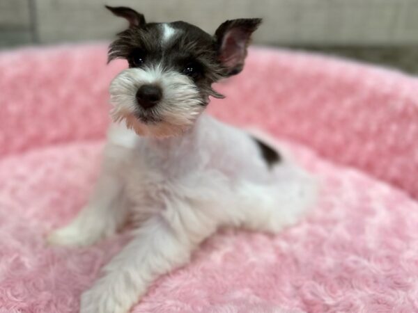 Miniature Schnauzer DOG Female Chocolate Parti 9580 Petland San Antonio, TX