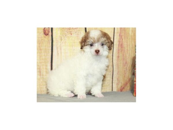 Miniature Poodle-DOG-Female-White & Chocolate Merle-9582-Petland San Antonio, TX