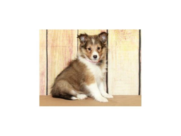 Shetland Sheepdog-DOG-Female-Sable & White-9581-Petland San Antonio, TX