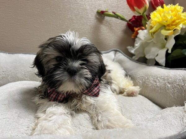 Shih Tzu DOG Male wh&gld parti 6643 Petland San Antonio, TX