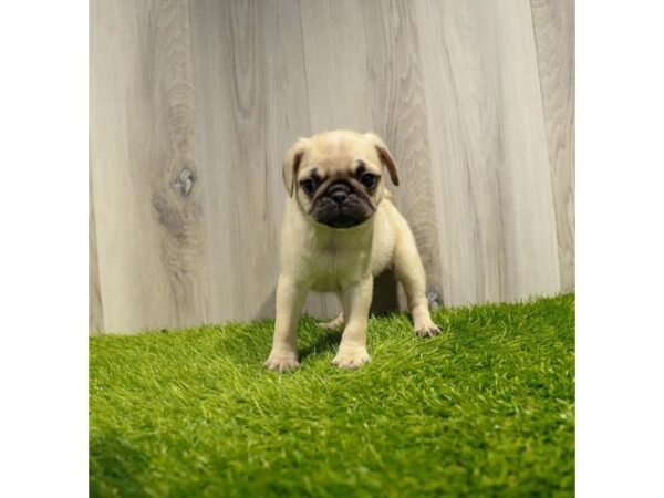 Pug DOG Female Fawn 6659 Petland San Antonio, TX