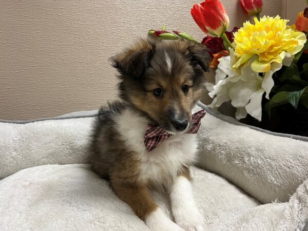 Shetland Sheepdog DOG Male sbl & wh 6645 Petland San Antonio, TX